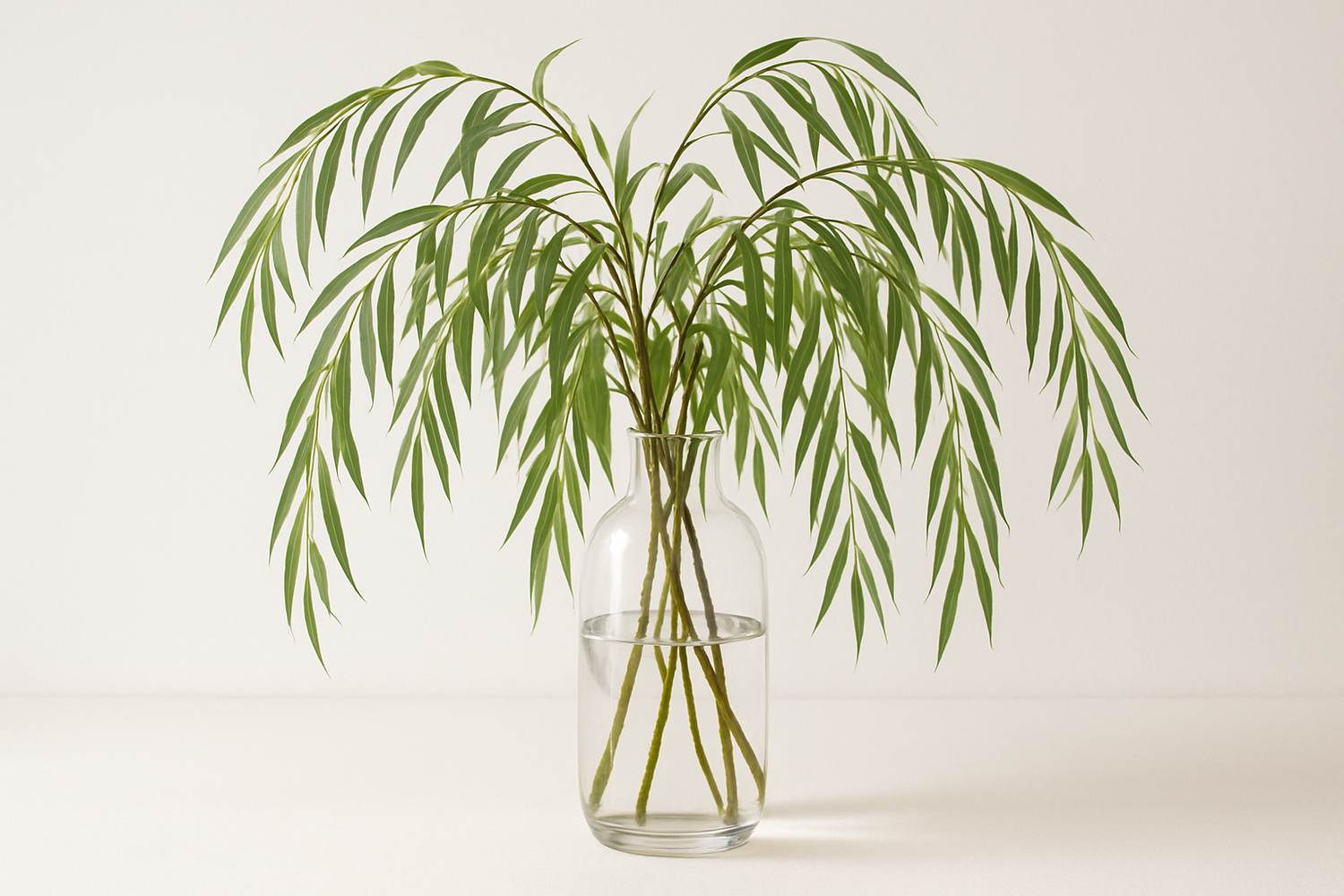 willow tree branch leaves in vase white backround